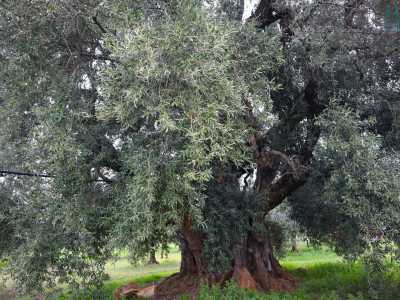 Il fogliame � fitto, di un verde argenteo che riflette la luce anche nelle giornate pi� opache, mentre la struttura complessiva appare compatta ma al tempo stesso fluida, come se fosse in continuo movimento